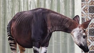 Okapi