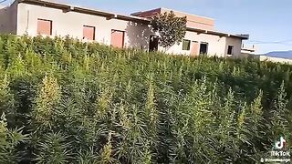 Canabis maroc