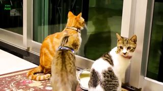 the sound of kittens meowing funny