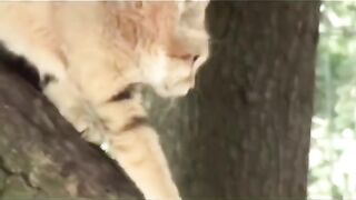 ZOO WORLD :ПУСТИННА КОТКА