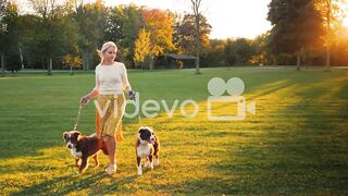 Dogs walking