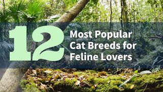 12 Most Popular Cat Breeds for Feline Lovers