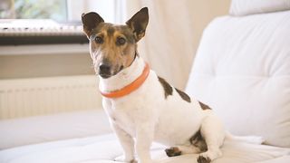 Dog sitting on sofa