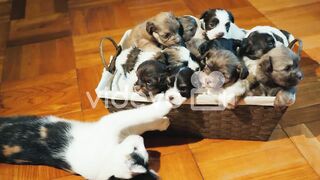 Little puppies and cat