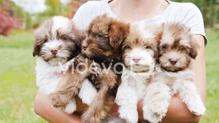 Small puppies