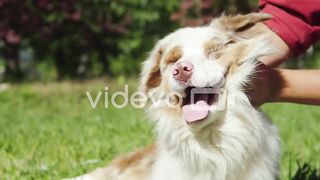 Happy dog 2