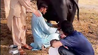 Dude wala