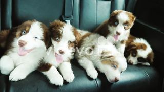 Puppies 2