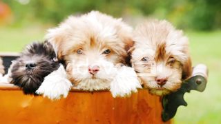 Cute puppies 5