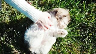 Puppy belly