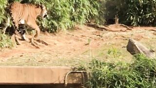 Harimau
