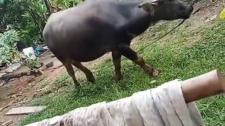 Random animal 2