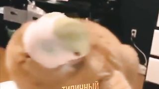 Кошки смешные