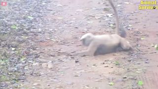 Yellow throated Marten vs monkey 35 mome