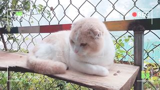 How British Shorthair Cat Reacts When Seeing Stranger - Running or Being Friendly? | Viral Cat