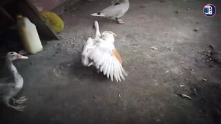 LAUGH OUT LOUD! The reaction of a funny orange cat bar-bar when it is pushed by a bar-bar swan - Cat Vs Goose Vs Duck