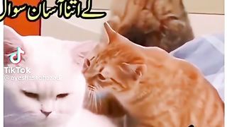 Funny video