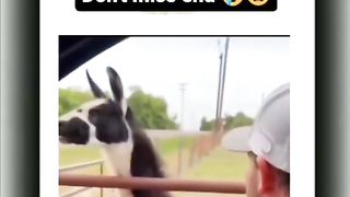 Funny video