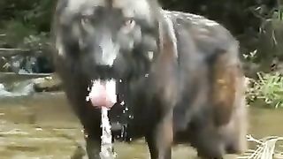 what a huge Wolve