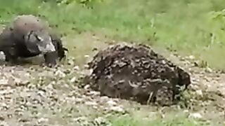 Komodo are next level animals ????.
