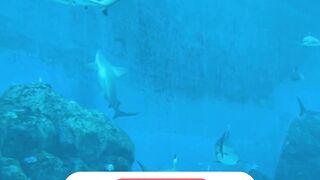 sharks in aquarium | sharks video | sharks