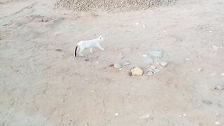 New cat video Febspot