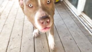 Look at this beautiful angel XL American Bully puppy. All he wants is to make you happy