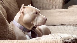 "I think I will be looking out the window" XL American Bully Athena is getting ready for a lazy day