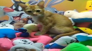 Funny Cat 1