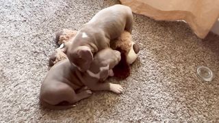 Just too cute!!! Two tiny XXL American Bully puppies at play! And what cure little noises they make!