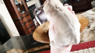 Bulldog Puppy 1 day old / Lilac Fawn Girl Bulldog