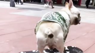 SMART DOG PLAYING SKATEBOARD