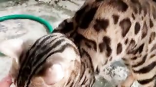 CAT BENGAL (LIMITED EDISON)