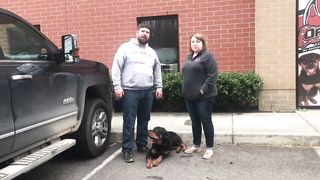 Rottweiler "King" l Owner Testimonial