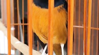 Bird murai batu