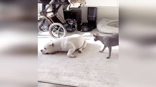 best cat and dog acting funny 2023