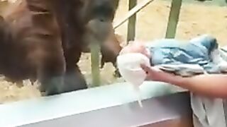 Orangutan wants the baby ???? #shorts #ytshorts #orangutan #foryou.