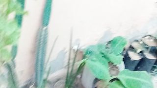 Best home decoration plant ideas