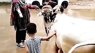 Funny child danger cow