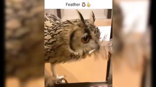 Cutest Funny Animals #01
