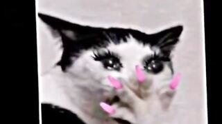 Balack cat
