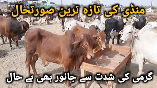 Northern Bypass Mandi Latest Update | Cow Rates | Cattle Farms | Mandi Update