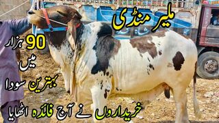 Malir Mandi Karachi Cattle Rates update 23-May -2023 | cow mandi 2023 | bakra eid