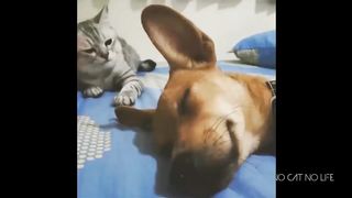 The cat is right!