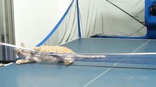 No one can say no to a kitten
