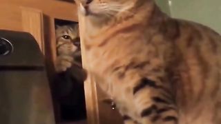 Funny Cat Reaction