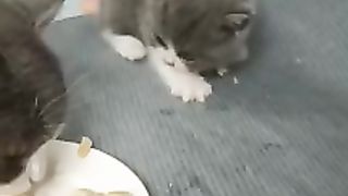CUTE CAT 3