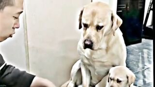 Dog ne kese apne babe par taras khaya