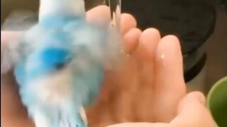 Parrot bath Time