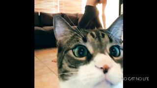 Who can refuse a kitten?